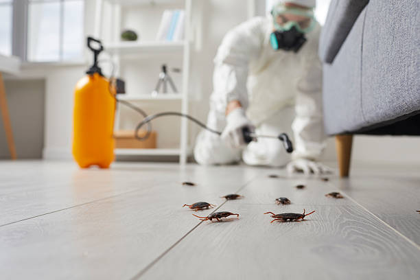 Commercial Kitchen Cockroach Control in Winter Gardens